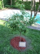 Japanese cherry tree
