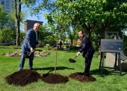 La plantation du cerisier japonais